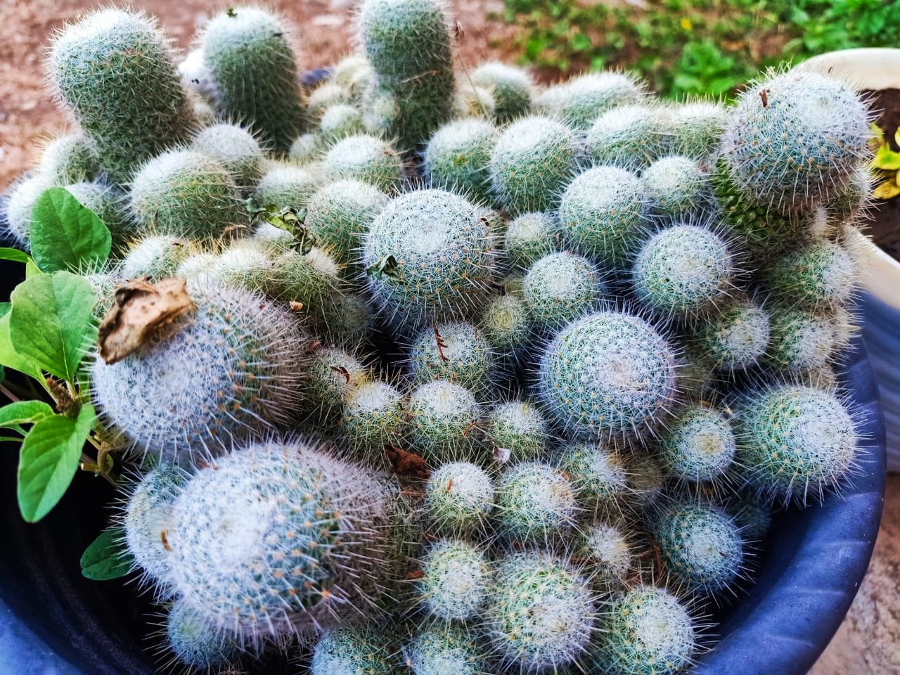 PERANTAU